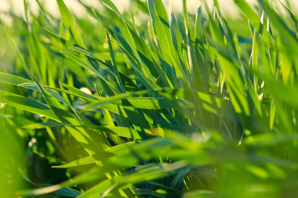 Young sprouts are on the field. Green grass closeup. - Photo, Image