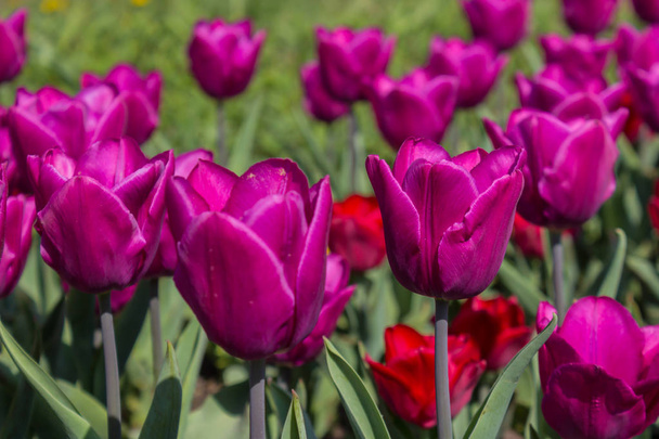 Gros plan sur la fleur de tulipe de perroquet violet en utilisant une mise au point peu profonde dans un éclairage doux
. - Photo, image