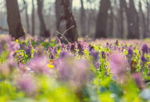 Beautiful woodland landscapes. Spring flowers In the forest. - Photo, Image