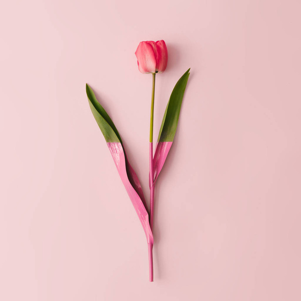 Bahar lale çiçeği ile yapılan yaratıcı düzen pastel pembe arka planda boya daldırılır. Minimal doğal kompozisyon  - Fotoğraf, Görsel