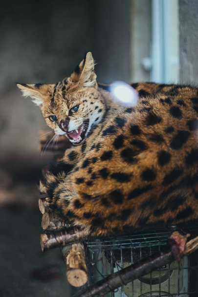 Serval wildcat animal zoo - Valokuva, kuva