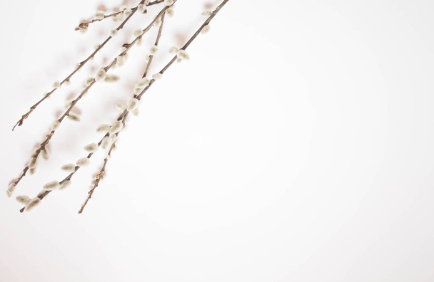 Willow on a white background for Palm Sunday. Willow catkins on white background copy space easter, willow twigs - Photo, image