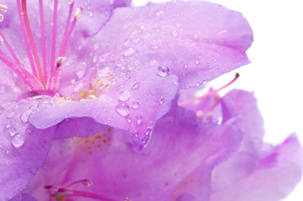 Raindrops on Rhododendron - Photo, Image