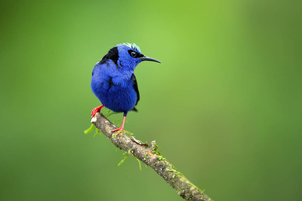 Cyanerpes cyaneus es una especie de ave paseriforme de la familia Thraupidae. Se encuentra en el Nuevo Mundo tropical desde el sur de México hasta Perú, Bolivia y el centro de Brasil.
 - Foto, Imagen