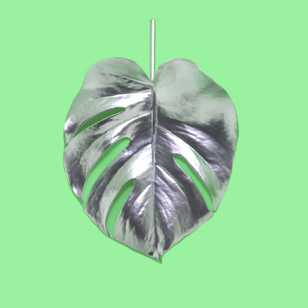 Silver leaf monstera  - Photo, Image