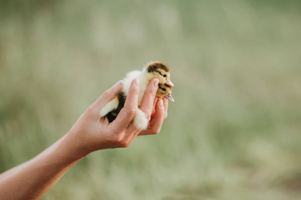 two small ducklings on the hands. little yellow ducklings in the hands of woman. closeup, with blurred background, outdoors - Photo, Image