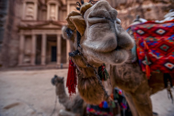 Kamel vor dem al-Khazneh-Grab. die Schatzkammer von Petra, Jordanien - Bild, selektiver Fokus - Foto, Bild