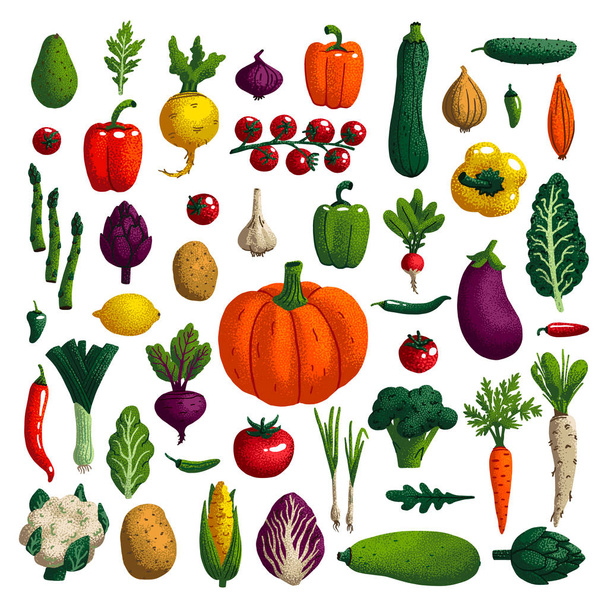 Vegetables set. Variety of decorative vegetables with grain texture isolated on white. Collection farm product for restaurant menu, market label. Vector illustration. - Vector, Image