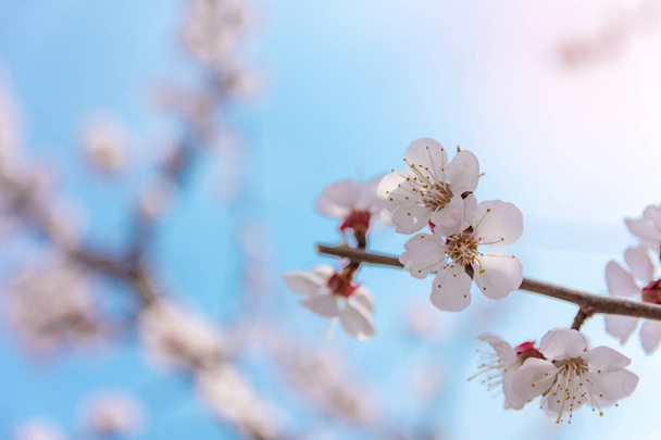 flowers on trees in spring, apricot blooms, close up view  - Foto, Bild