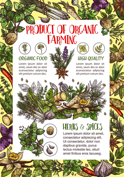 Organic spices, culinary herbs seasonings - Vector, Image