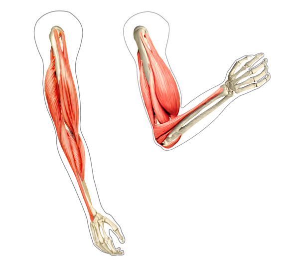 menselijke wapens anatomie diagram, met beenderen en spieren terwijl flex - Foto, afbeelding