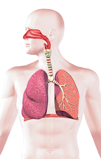 menschliches Atmungssystem, Querschnitt. - Foto, Bild