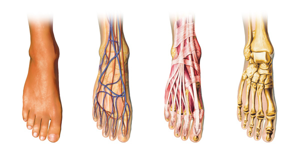 人間の足の解剖学の断面図の表現. - 写真・画像