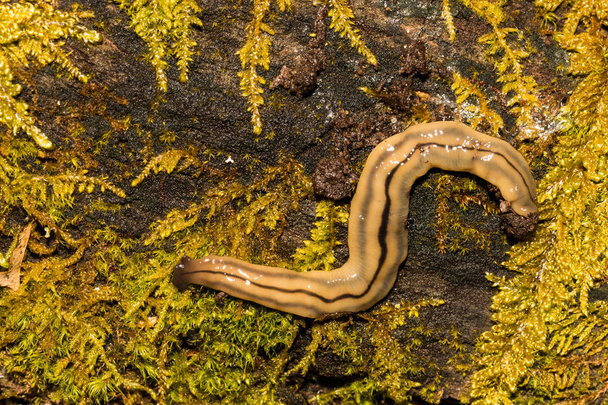 Hammerhead Flatworm (Bipalium kewense) - Photo, Image