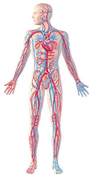 Human circulatory system, full figure, cutaway anatomy illustrat - Photo, Image