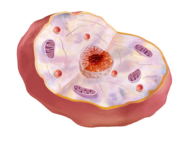 ひと細胞の解剖学のイメージ. - 写真・画像