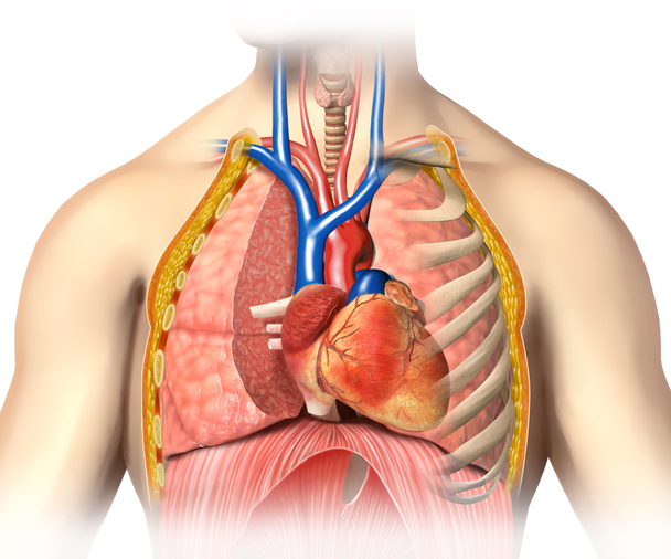 man anatomie thorax intermezzo met hart met belangrijkste bloed aderen en - Foto, afbeelding