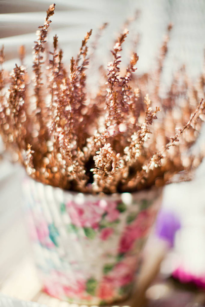 erica rosa in vaso da fiori
 - Foto, immagini