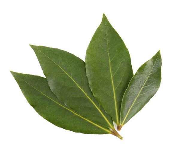 Fresh green leaves of bay leaf isolated on white background. Laurus isolated. - Photo, Image