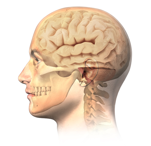 Homme tête humaine avec crâne et cerveau dans l'effet fantôme, vue de côté
. - Photo, image