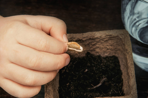 lapsen kädessä on vihannesmarmorin itäneitä siemeniä
 - Valokuva, kuva