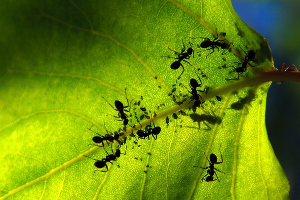 Hormigas sobre hoja verde
 - Foto, imagen
