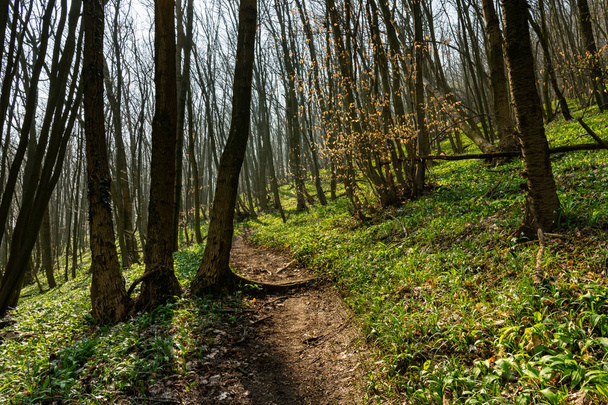 Path through a deciduous forest in early spring - Фото, зображення