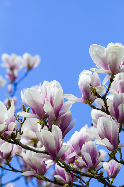 blooming magnoliaceae isolated on blue sky - Fotografie, Obrázek
