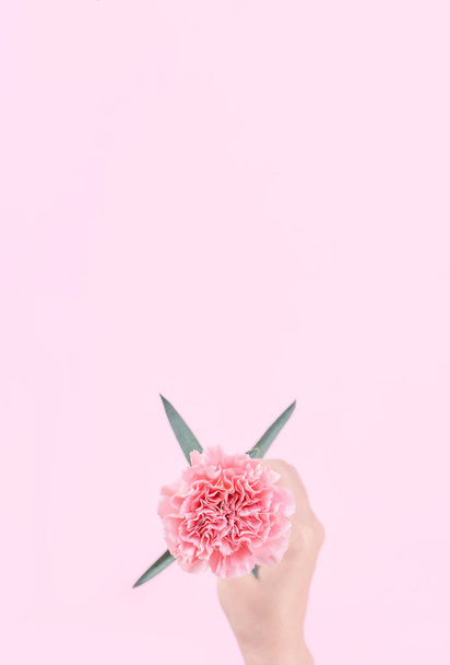 Woman giving a single elegance blooming baby pink color tender carnation isolated on bright pink background, greeting and decor design concept, top view, close up, copy space - Fotó, kép