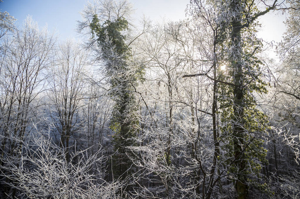 Παγωμένο δάσος στο βουνό Φράσκα Γκόρα κοντά στο Νόβι Σαντ - Φωτογραφία, εικόνα