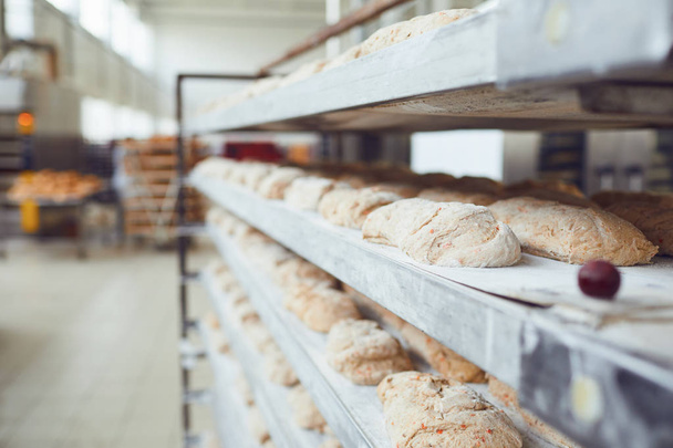 Raw bread on trays before baking at the bakery. - Φωτογραφία, εικόνα