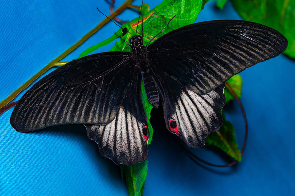 Color butterfly, on blue background, top view. PAPILIO HELENUS - Fotó, kép