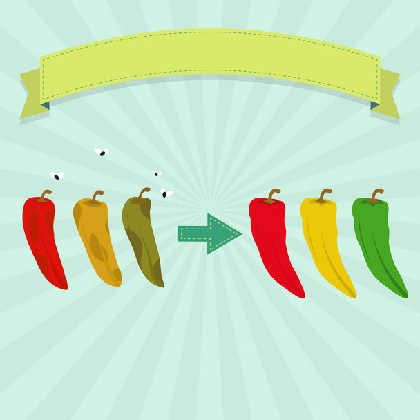 Rotten chilli pepper with flies and fresh chilli pepper. Green, red and yellow peppers. Blank ribbon for insert text. - Vector, Image