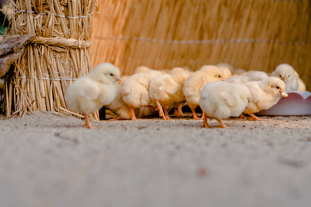 Cute chick families - Photo, Image