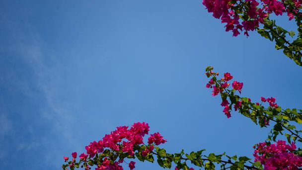 Floral spring background pink beautiful flowers of beautiful nature in sunny day .Spring flowers - Zdjęcie, obraz