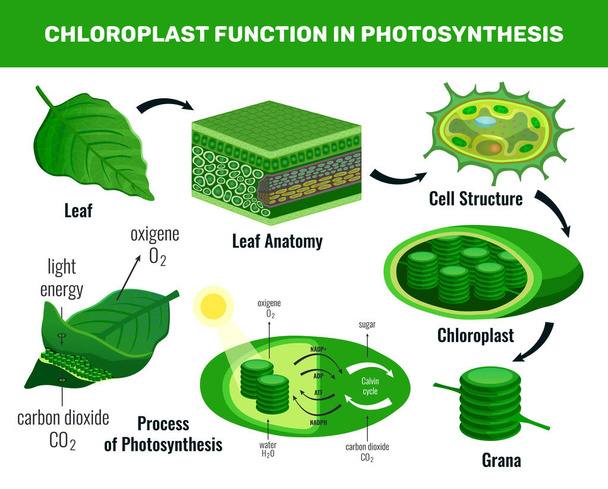 葉緑体光合成インフォグラフィック要素 - ベクター画像