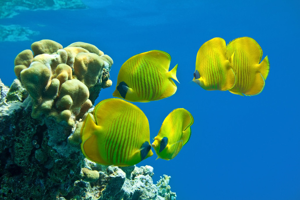 Butterfly fish - Photo, Image