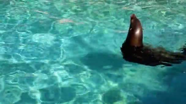 Leone marino californiano nuotare in una piscina zoo della città
  - Filmati, video