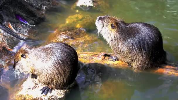 Coypu nutria in a city zoo on a sunny day - Footage, Video