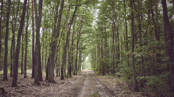 Panoramic view of a path in forest. - Foto, Imagem