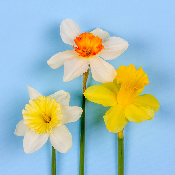 narcissus flowers on blue background, top view flat lay - Foto, Imagen