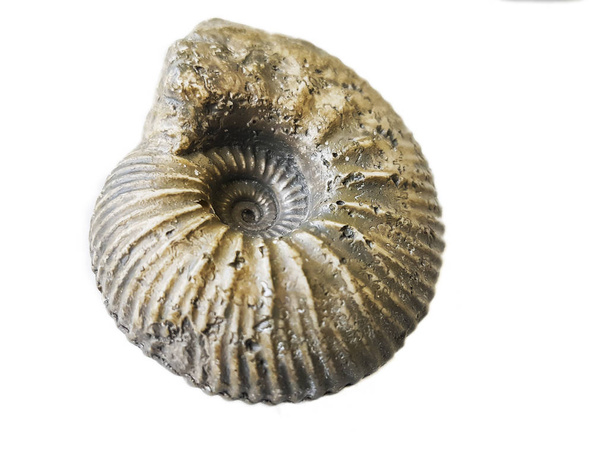 Ammonite fossile
 - Photo, image