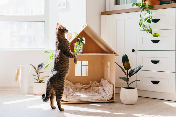 Cat in wooden cat house - Zdjęcie, obraz