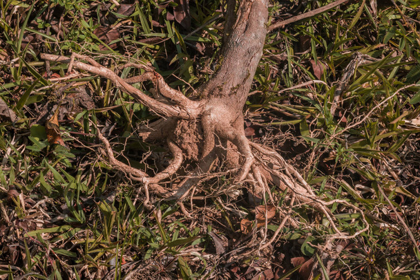 száraz gyökerét a kis fa zöld fű az előtérben - Fotó, kép