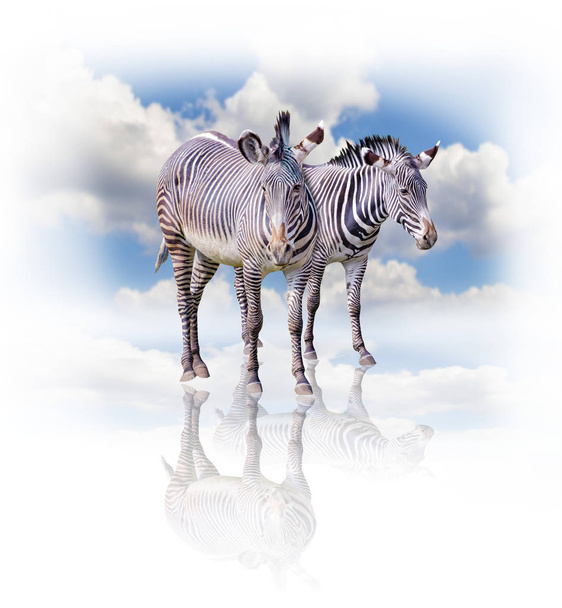 Grupa zebrów wyizolowana na białym tle w Afryce. Za nimi stoi błękitne niebo. Ich cień odbija się na ziemi. Jest naturalnym tłem dla zwierząt afrykańskich. - Zdjęcie, obraz