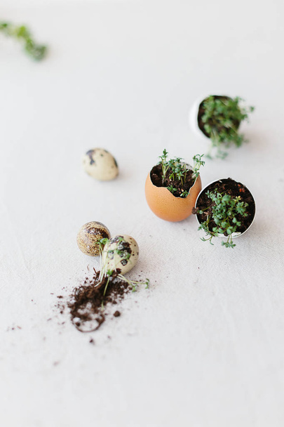 cress salad greens in egg shell - Photo, Image