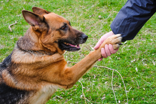 Γερμανός ποιμένας εκτροφέων σκυλί δίνει πόδι. Υπαίθρια. - Φωτογραφία, εικόνα