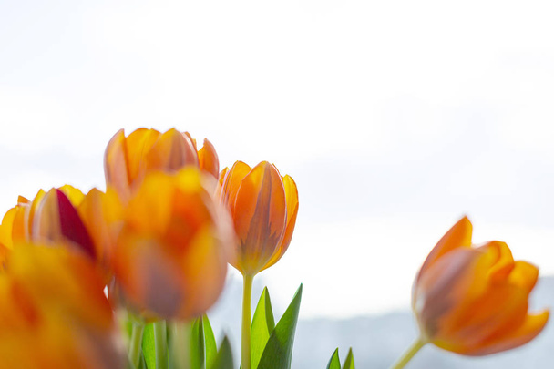 Spring tulips  in a vase near the window - Φωτογραφία, εικόνα