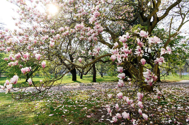 Magnolia puu kukkii hämärtynyt tausta ja lämmin auringonpaiste puistossa
  - Valokuva, kuva