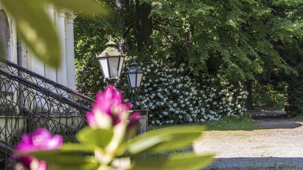 bel fiore di rododendro e vecchia casa
 - Foto, immagini